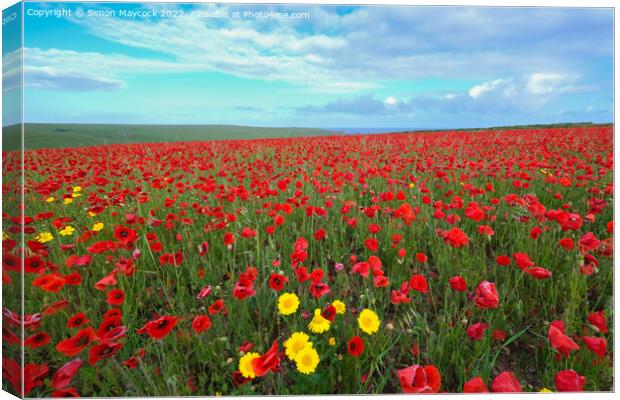 West Pentire Poppy Field in Cornwall Canvas Print by Simon Maycock