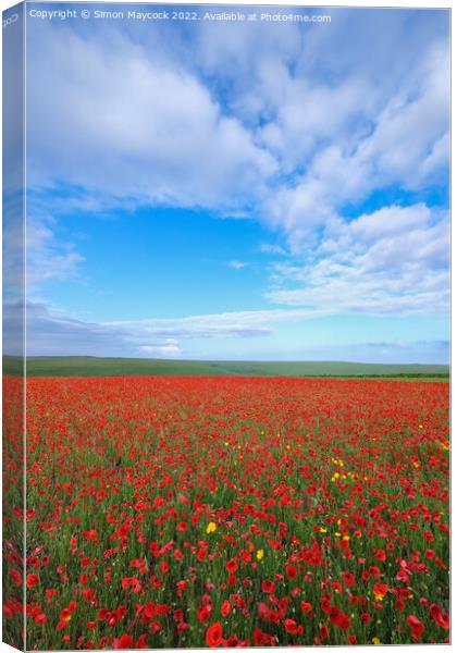 Field of Poppies at Crantock in Cornwall Canvas Print by Simon Maycock