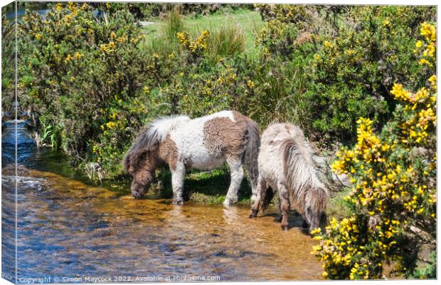 Dartmoor Ponies drinking from a river Canvas Print by Simon Maycock