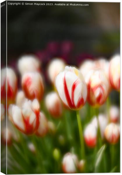 White and Red Tulips Canvas Print by Simon Maycock