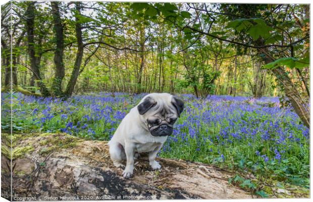 Young Pug in bluebell woods Canvas Print by Simon Maycock