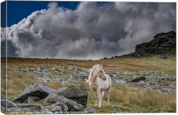 White horse at Roughtor Bodmin Canvas Print by Simon Maycock