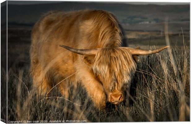 highland cow charging Canvas Print by kevin cook