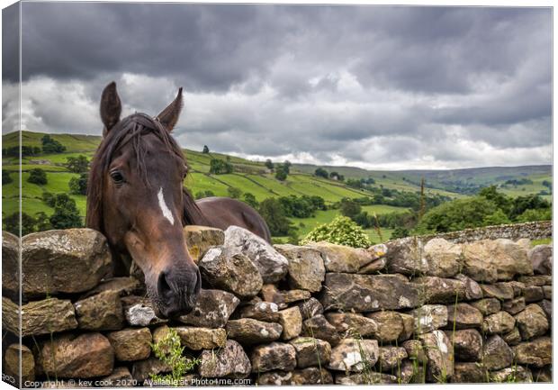 Swaledale pony Canvas Print by kevin cook