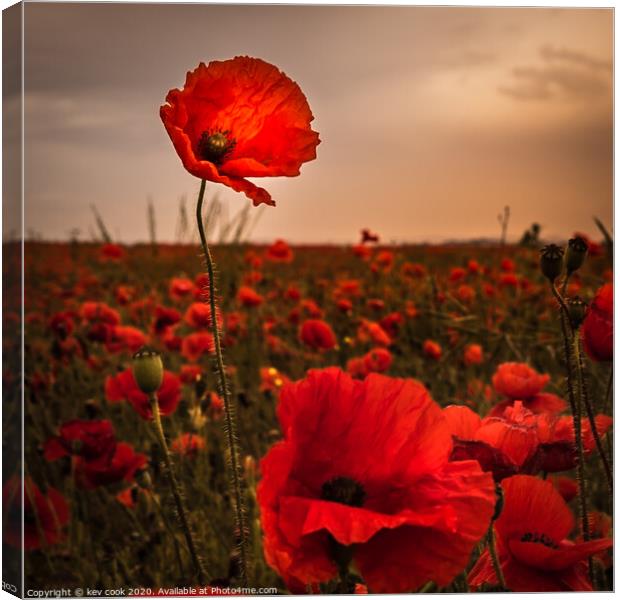 proud poppy Canvas Print by kevin cook