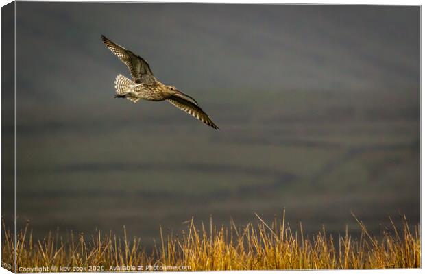 Autumn Curlew Canvas Print by kevin cook