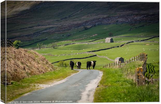 Belted galloways Canvas Print by kevin cook