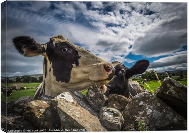 curious cows Canvas Print by kevin cook