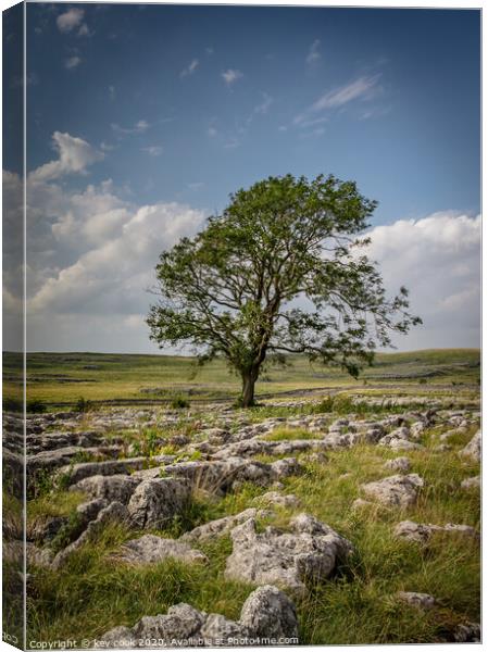 The Lone tree of malhamdale Canvas Print by kevin cook