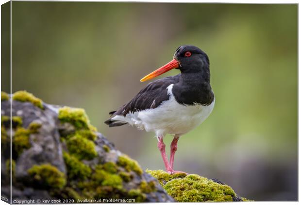 Angry bird Canvas Print by kevin cook