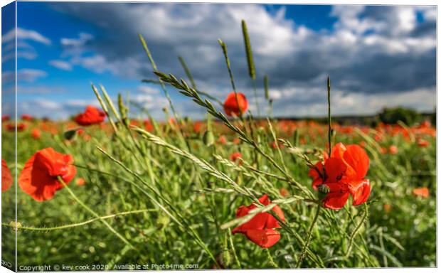 wild poppies Canvas Print by kevin cook