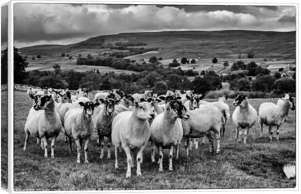 Wensley sheep Canvas Print by kevin cook