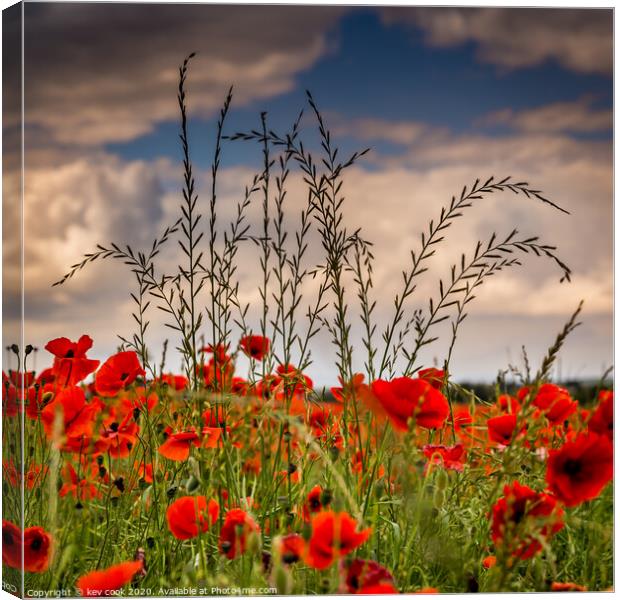 Barley n poppies Canvas Print by kevin cook