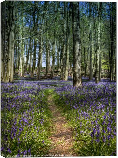 Bluebell path Canvas Print by kevin cook