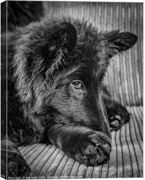 GSD Canvas Print by kevin cook
