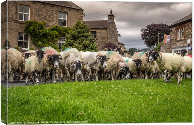 Sheep drive Canvas Print by kevin cook