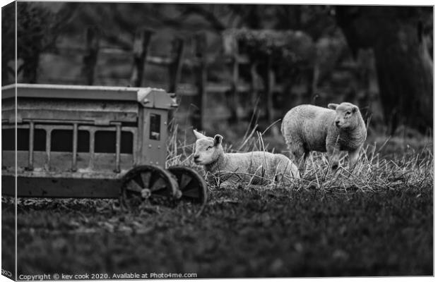 Lucky boy Canvas Print by kevin cook