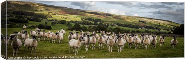 Wensley sheep-Pano Canvas Print by kevin cook
