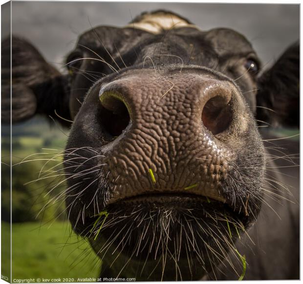 Coo Nose Canvas Print by kevin cook