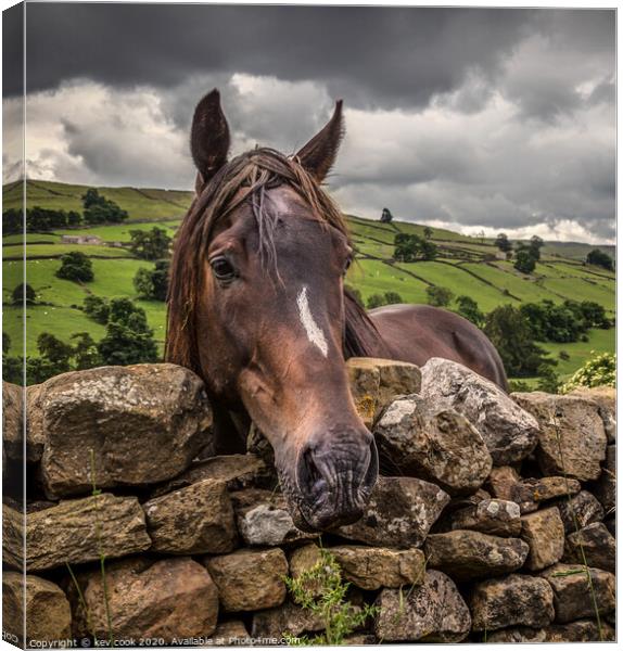 Swaledale pony-square Canvas Print by kevin cook