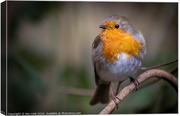 Robin resting Canvas Print by kevin cook