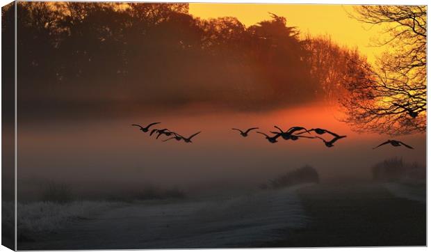 We Fly at Dawn Canvas Print by Bett Atherton
