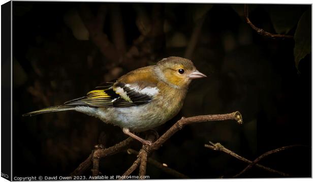 Vibrant Chaffinch in the Wild Canvas Print by David Owen