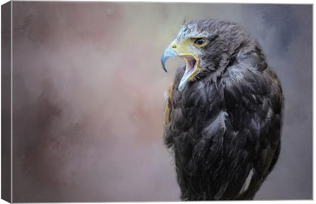 Falcon Canvas Print by David Owen