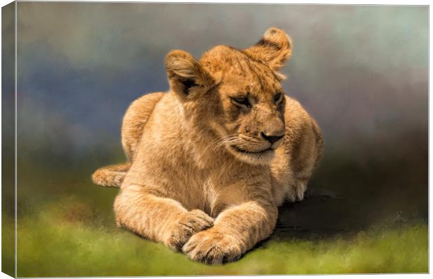 Lion Cub Canvas Print by David Owen