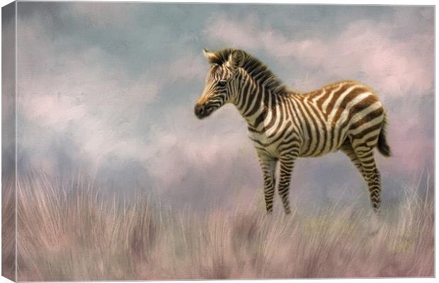 Baby zebra Canvas Print by David Owen
