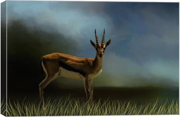 Gazelle Canvas Print by David Owen
