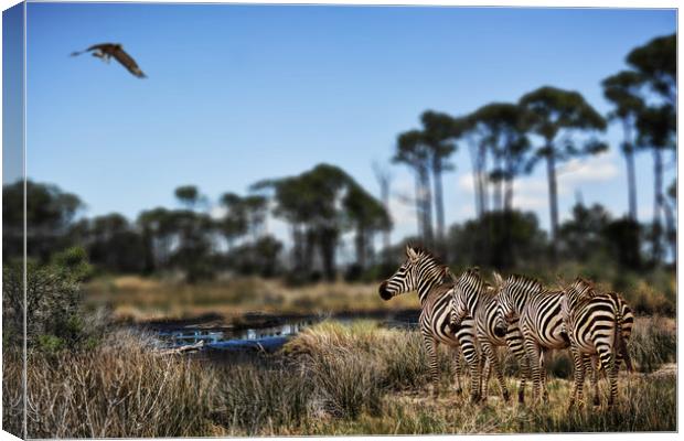 Zebra searching for waterhole Canvas Print by David Owen