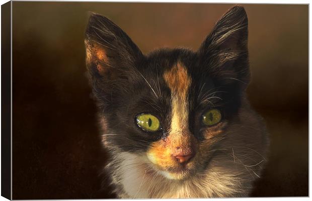 Feral cat Canvas Print by David Owen