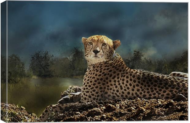 Cheetah at rest Canvas Print by David Owen