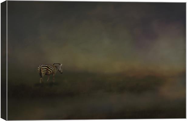 Lonely zebra Canvas Print by David Owen