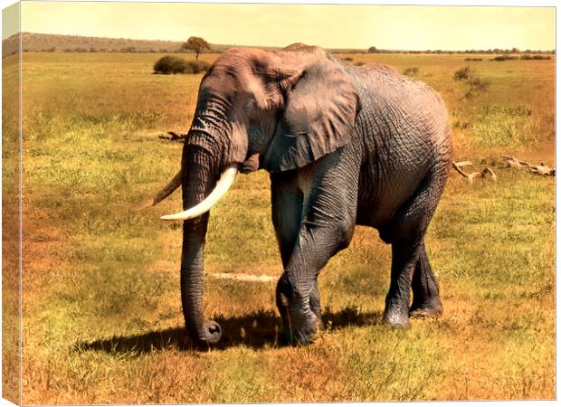 Mighty Elephant Strides Across Plains Canvas Print by David Owen