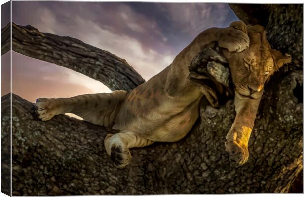 Serengeti's Tree Napping Lion Canvas Print by David Owen