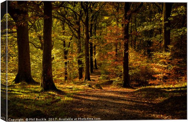 Grasmere Woods Autumn Light Canvas Print by Phil Buckle