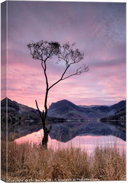 Lone Tree Sunrise Canvas Print by Phil Buckle