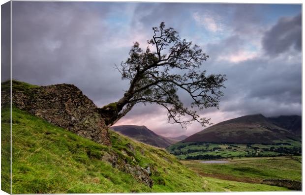 Low Rigg Lone Tree Canvas Print by Phil Buckle