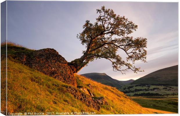 Lone Tree Golden Hour Canvas Print by Phil Buckle
