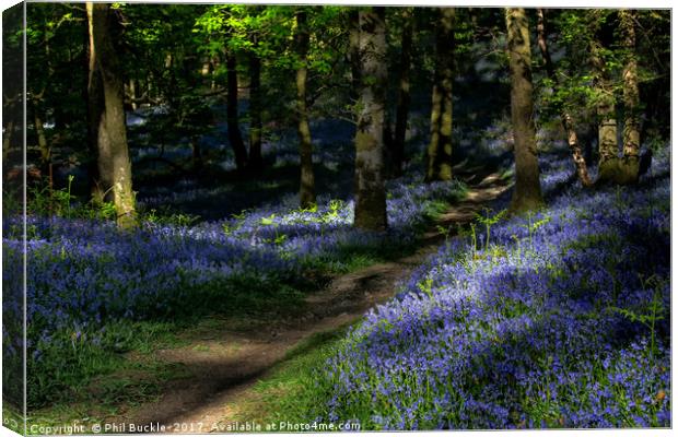 Fishgarths Wood Bluebells Canvas Print by Phil Buckle