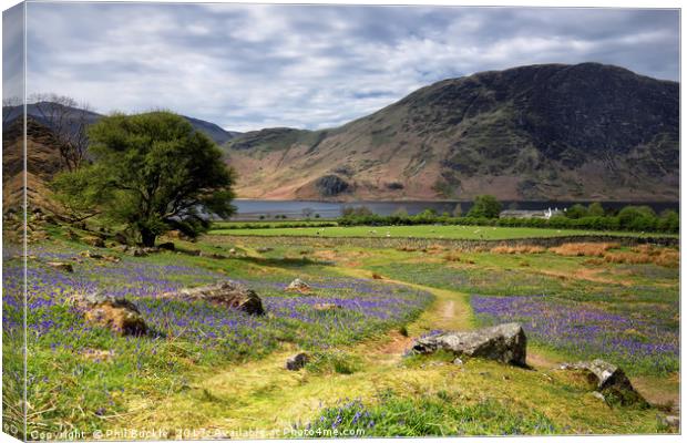 Rannerdale Bluebells near Crummock Water Canvas Print by Phil Buckle