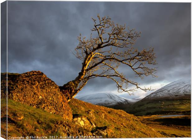 Low Rigg Lone Tree Golden Hour Canvas Print by Phil Buckle