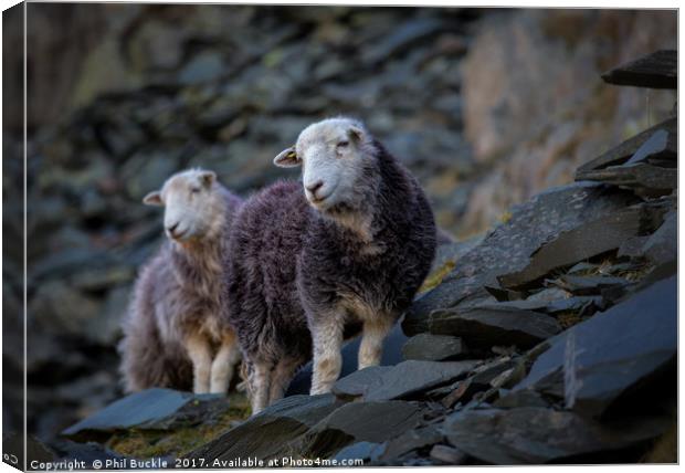 Herdwick Sheep At Honister Pass Canvas Print by Phil Buckle