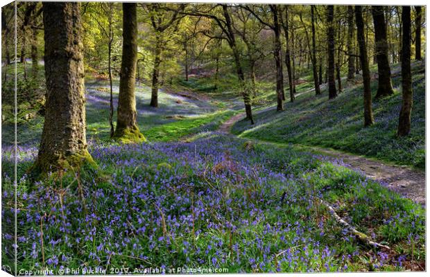 Bluebells at Fishgarths Wood, Clappersgate Canvas Print by Phil Buckle