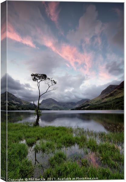 Buttermere Lone Tree Sunrise Canvas Print by Phil Buckle