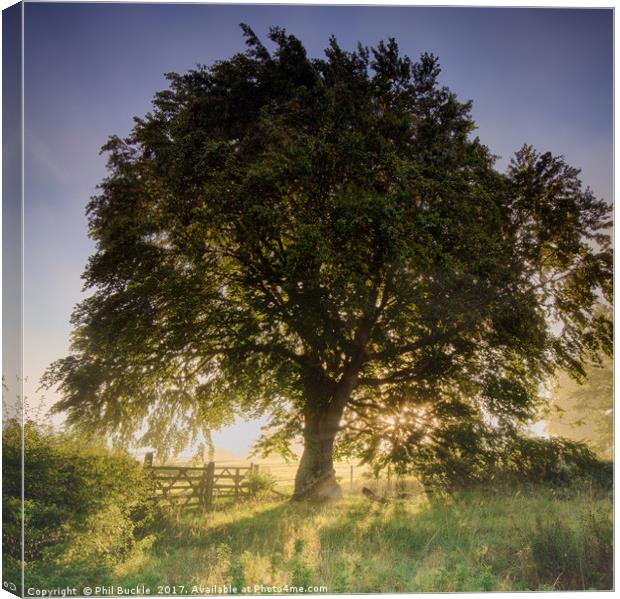 Through the Branches Canvas Print by Phil Buckle
