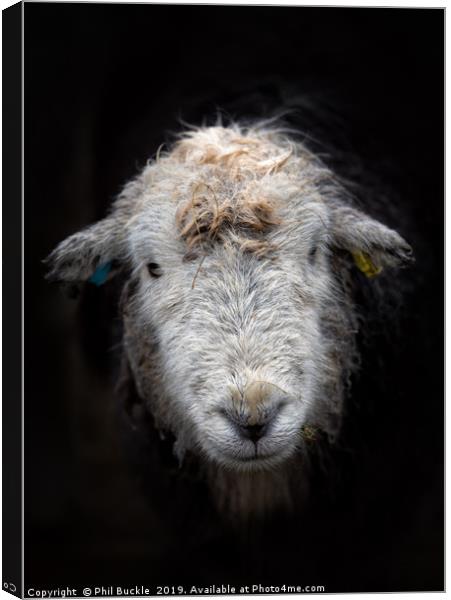 Bedraggled Herdwick Sheep Canvas Print by Phil Buckle