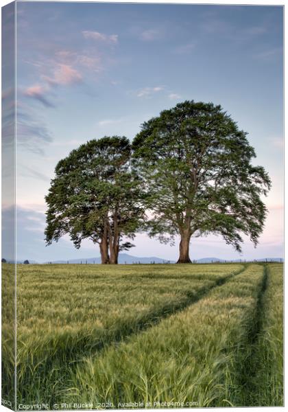 Barley Field Sunrise Canvas Print by Phil Buckle